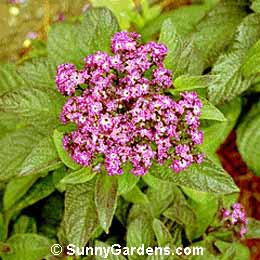 Heliotropium arborescens, Common Heliotrope, Heliotropium peruvianum