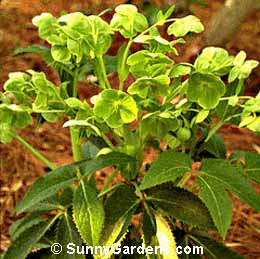Helleborus argutifolius, Hellebore, Christmas Rose, Lenten Rose