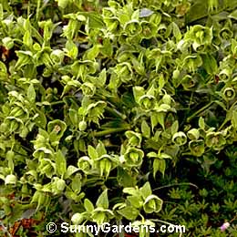 Helleborus foetidus, Stinking Hellebore, Bearsfoot Hellebore, Christmas Rose, Lenten Rose