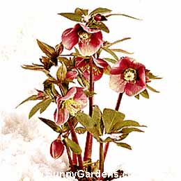 Helleborus orientalis, Lenten Rose, Christmas Rose
