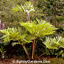 Heracleum mantegazzianum, Giant Hogweed, Cartwheel Flower