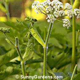 Heracleum Sphondylium ssp, Masterwort, Common Cow Parsnip, Hogweed