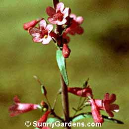 Hesperaloe parviflora