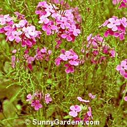 Hesperis matronalis, Damask Violet, Sweet Rocket, Dames Violet