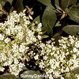 Heteromeles arbutifolia, Toyon, Christmas Berry