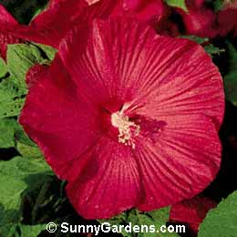 Hibiscus moscheutos, Marsh Mallow, Rose Mallow, Swamp Rose Mallow