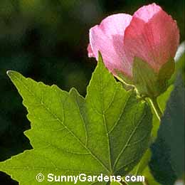 Hibiscus mutabilis, Cotton Rose, Confederate Rose Mallow