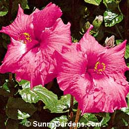Hibiscus rosa-sinensis, Chinese Hibiscus, Tropical Hibiscus