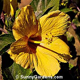 Hibiscus rosa-sinensis, Chinese Hibiscus, Tropical Hibiscus