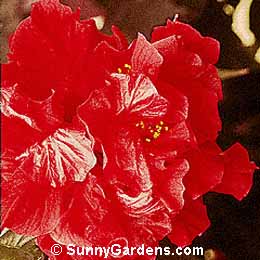 Hibiscus rosa-sinensis, Butterfly Chinese Hibiscus, Deep Red Chinese Hibiscus, Tropical Hibiscus