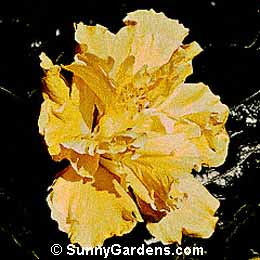 Hibiscus rosa-sinensis, Chinese Hibiscus, Tropical Hibiscus
