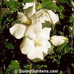 Hibiscus syriacus, Shrub Althea, Rose of Sharon