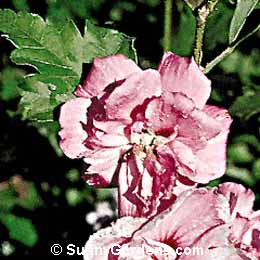Hibiscus syriacus, Rose of Sharon, Shrub of Althea
