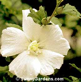 Hibiscus syriacus, Shrub Althea, Rose of Sharon
