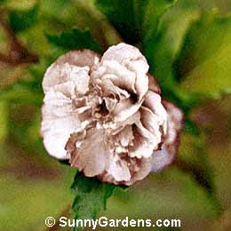 Hibiscus syriacus, Shrub Althea