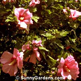 Hibiscus syriacus