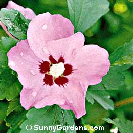 Hibiscus syriacus, Shrub Althea