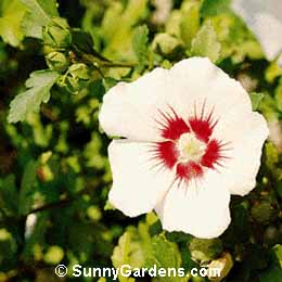 Hibiscus syriacus, Shrub Althea