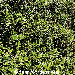 Ilex x, Nellie Stevens Holly
