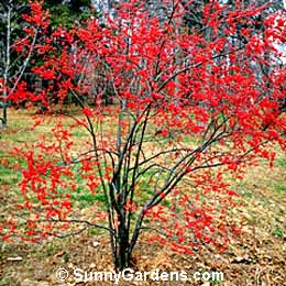 Ilex, Sparkleberry Holly