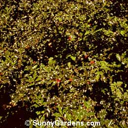 Ilex aquifolium, Holly