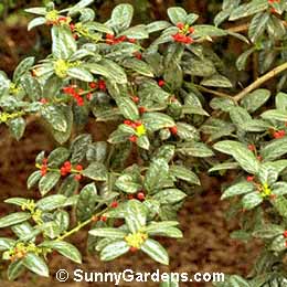 Ilex cornuta, Dwarf Burford Holly