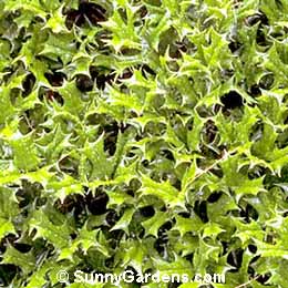 Ilex cornuta, Dwarf Chinese Holly