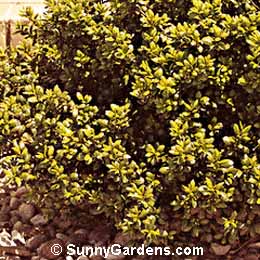 Ilex crenata, Japanese Holly, Box Leaved Holly