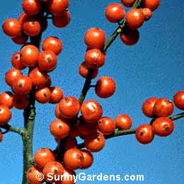 Ilex decidua, Possum Haw, Winterberry