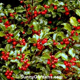 Ilex x meserveae, Holly