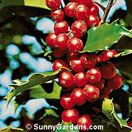 Ilex x meserveae, Blue Princess Holly, Meserve Holly, Blue Holly
