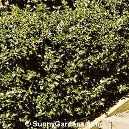 Ilex x meserveae, Holly
