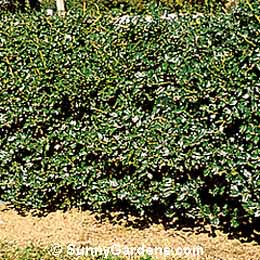 Ilex x meserveae, China Girl Holly, Meserve Holly