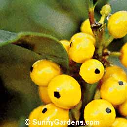 Ilex x meserveae, Holly