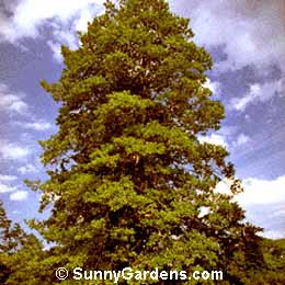 Ilex opaca, American Holly