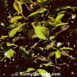 Ilex perado, Madeira Holly