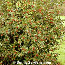 Ilex pernyi, Perny Holly