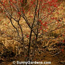 Ilex verticillata, Holly