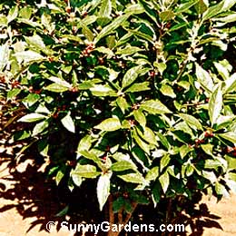 Ilex verticillata, Winterberry Holly