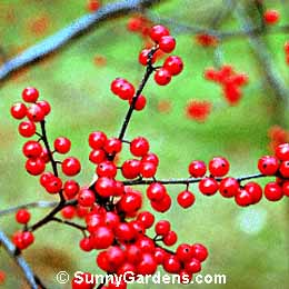 Ilex verticillata x serrata, Winterberry, Sparkleberry