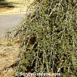Ilex vomitoria, Weeping Yaupon Holly