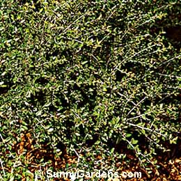 Ilex vomitoria, Dwarf Yaupon Holly, Yaupon Holly