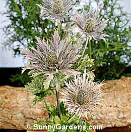 Eryngium alpinum, Alpine Sea Holly, Sea Holly