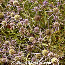 Eryngium amethystinum, Amethyst Eryngium