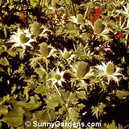 Eryngium giganteum, Sea Holly