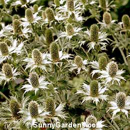 Eryngium giganteum, Miss Wilmot's Ghost