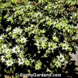 Eryngium maritimum, Sea Holly