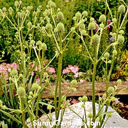 Eryngium yuccifolium, Rattlesnake Master, Button Snakeroot, Sea Holly