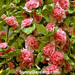 Alcea rosea, Hollyhock, Althea rosea