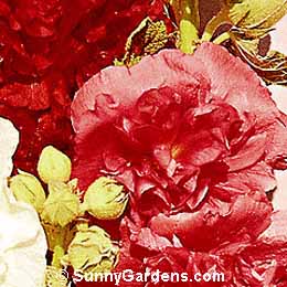 Alcea rosea, Hollyhock, Althea rosea